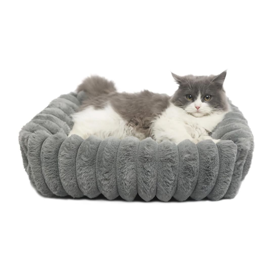 orthopedic kitten bed
