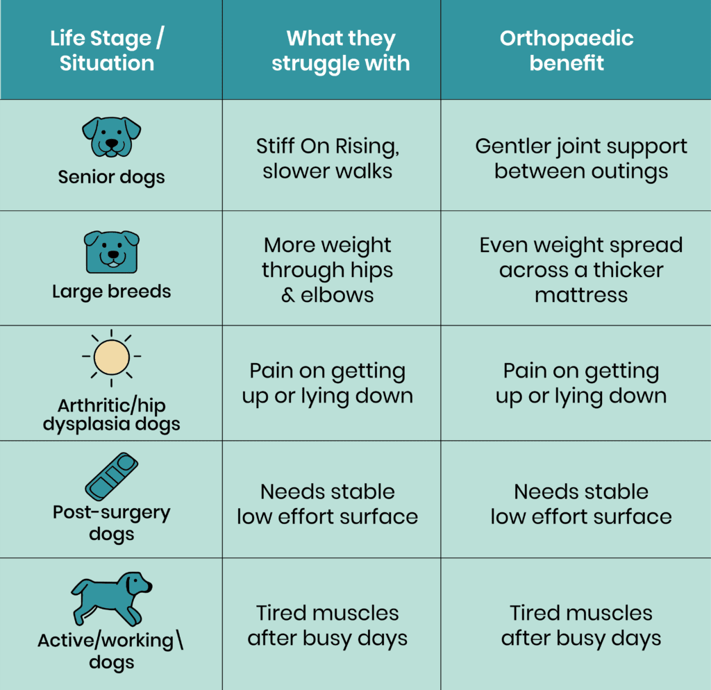 10 orthopedic dog bed 02
